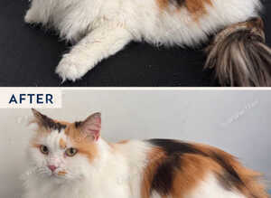 Cat Grooming In Swindon