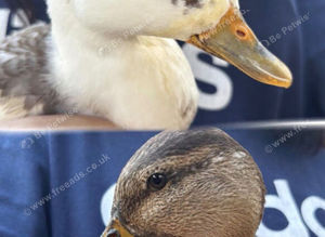 Two call duck drakes