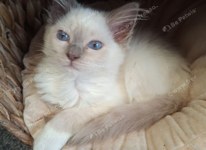 GCCF Lilac Ragdoll boy kittens