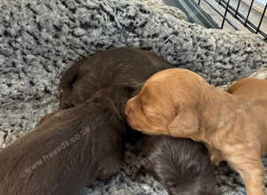 F2b Miniature Cockapoo Puppies.