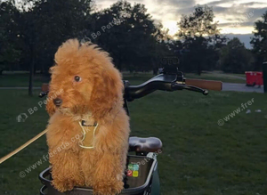 Beautiful Teddy Bear Cavapoochon Girl - Bijou