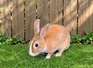 Female rabbit 12 months old