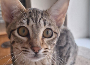 SAVANNAH TICA SBTF7 EUROPA SILVER WITH GOLD EYES