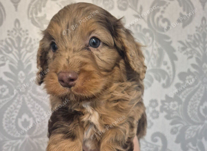 Merle cockapoo puppies