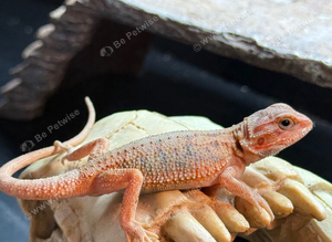 Baby bearded dragons WOW!
