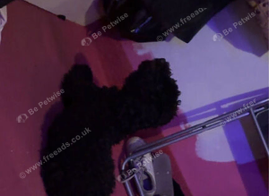 Female cockapoo