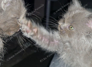 Munchkin x Ragdoll