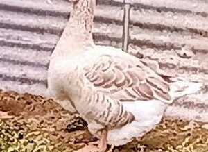 Buff Dewlap Toulouse Gander
