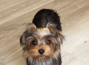 Yorkshire Terrier puppies available from Licensed Breeder.