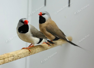 Finches