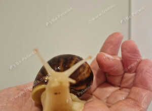 African albino land snails