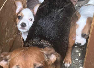 Jack Russell puppy's