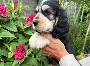 Beautiful cocker spaniel