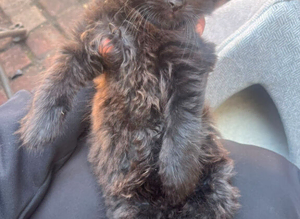 Kitten