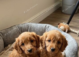 Cockapoo puppies