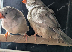 Black breasted fawn split orange breasted hens