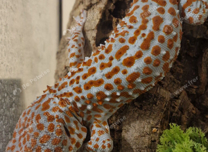Tokay gecko large male