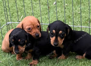 3 female Mini dachshunds for sale