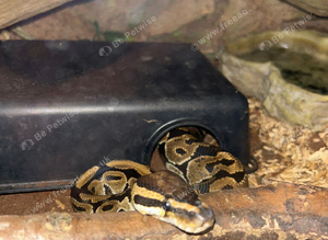 normal royal python