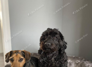 Cockapoo and jack Russell