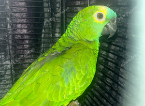 Baby Blue fronted Amazon