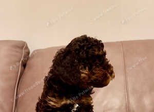 Kc registered toy poodle