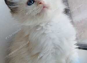 Ragdolls