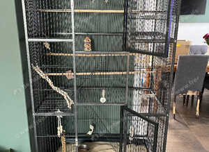 Two male cockatiels with cage