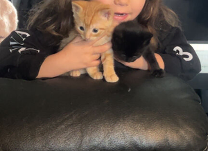 Kittens