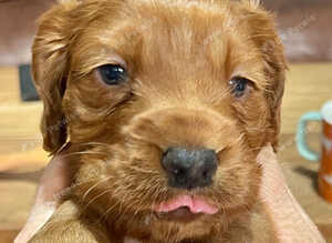 4 adorable Cocapoo/spaniel puppies
