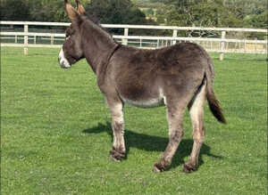 6 year old Jenny donkey in foal