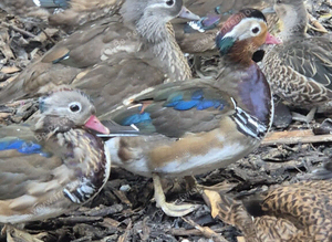 Ornamental Ducks