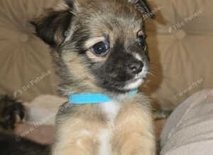 Long haired teacup chihuahua