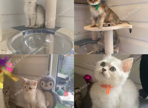 BSH Pedigree Rare to UK Shaded colours