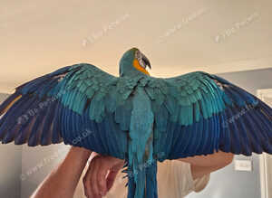 BLUE & GOLD MACAW, 2 YEARS OLD, COMPLETE SETUP
