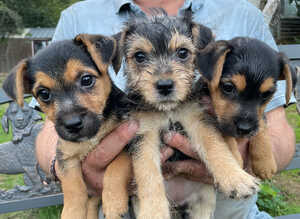 Beautiful 3/4  jack russell puppies