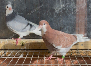 10 young Birmingham roller pigeons
