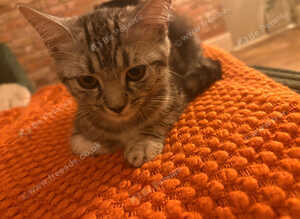 British Shorthair silver tabby crosses
