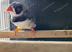 Pied blackcheek cock