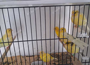 Fife Canaries most colours