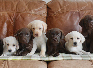 Beautiful Health Tested Labrador Puppies