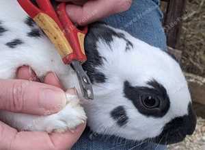 Powys Small Pet Pampering