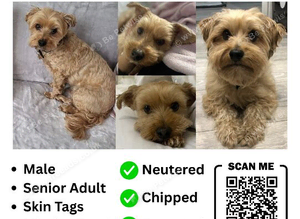 STOLEN DOG