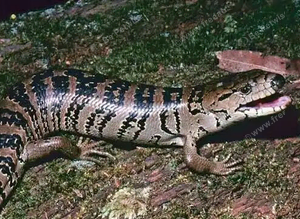 Pink tongue skink