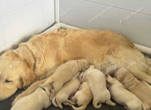 KC golden retriever puppies