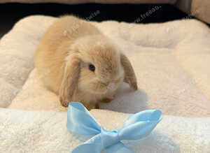 15 week old mini lop buck Bertie
