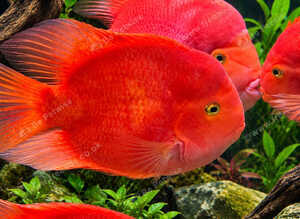 BLOOD PARROT CICHLIDS