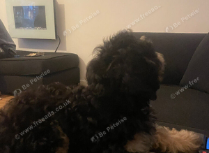 Cavapoo male