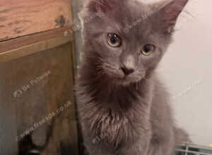 Maine coon