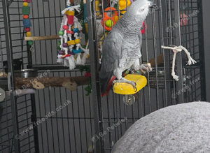 African grey parrot